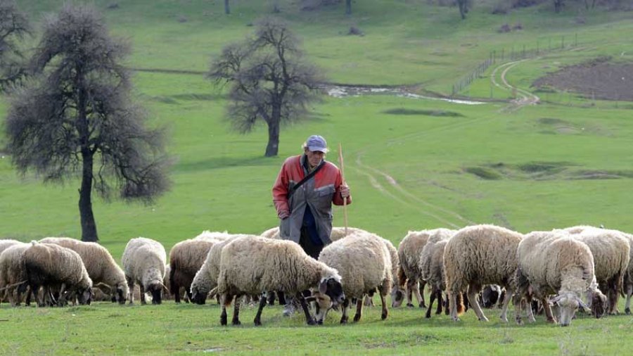 Ky vend po kërkon çobanë, paga mujore 2 mijë euro