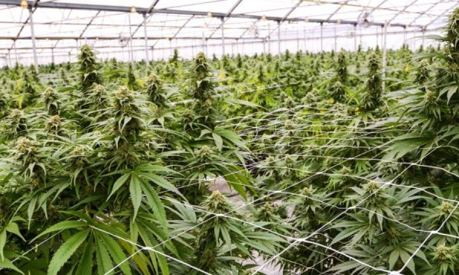 81-vjeçari pranon që ka kultivuar 150 bimë marihuanë në Gjakovë