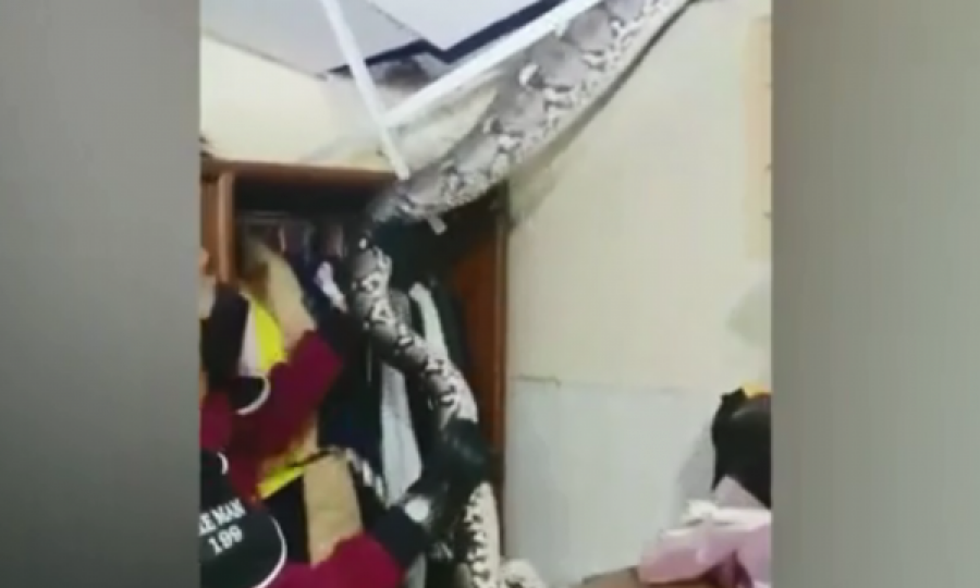 Momenti kur gjarpri gjigant hiqet nga tavani, pasi kishte ngrënë macen e familjes