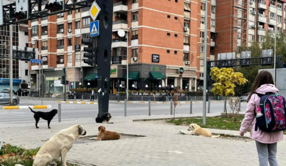 Numër i madh i qenve endacak në Prishtinë, kësaj vajze i rrezikohet jeta për të shkuar në shkollë