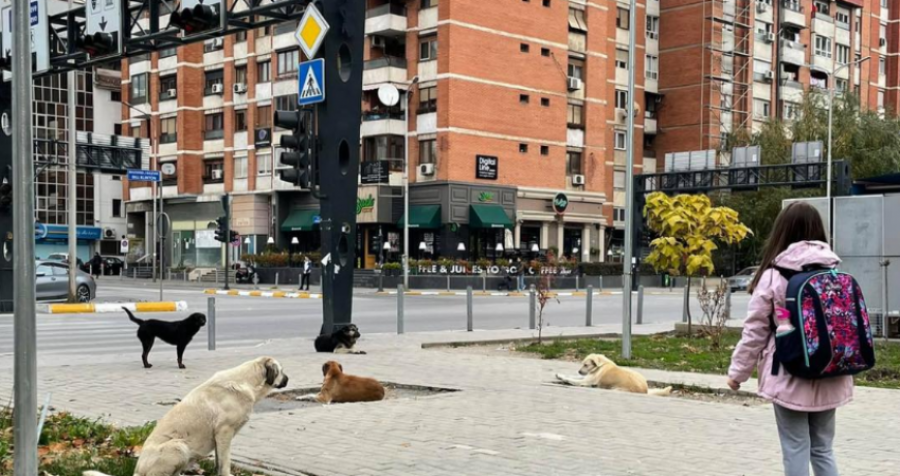 Numër i madh i qenve endacak në Prishtinë, kësaj vajze i rrezikohet jeta për të shkuar në shkollë
