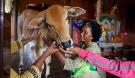 Gruaja në Kamboxhia martohet me lopën, pretendon se në trupin e kafshës është rilindur shpirti i burrit të saj
