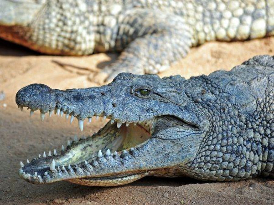  Krokodili del nga uji dhe rrëmben dronin e kameramanit, pamjet e pabesueshme 