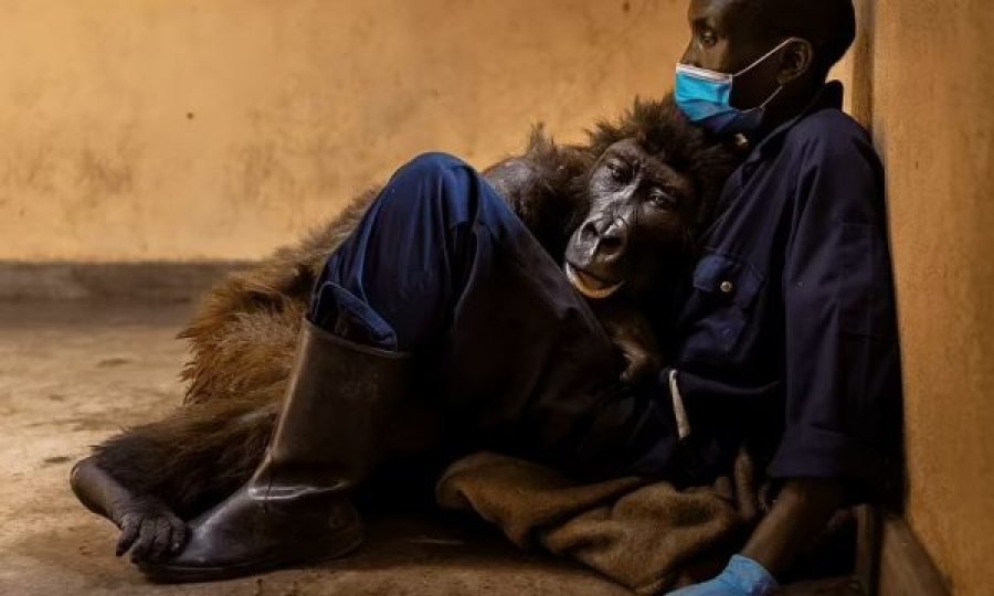 Gorilla që u bë sensacion mbarëbotëror, ngordh e mbërthyer në krahët e njeriut që e shpëtoi