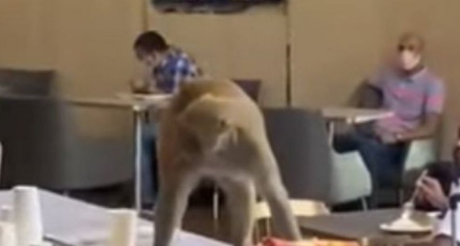 Majmuni hyn në sallën VIP të aeroportit
