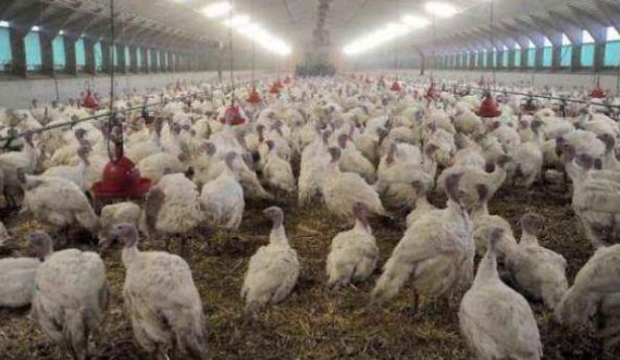 Agjencia e Ushqimit dhe Veterinarisë merr masa pas shfaqjes së gripit të shpezëve në Kosovë