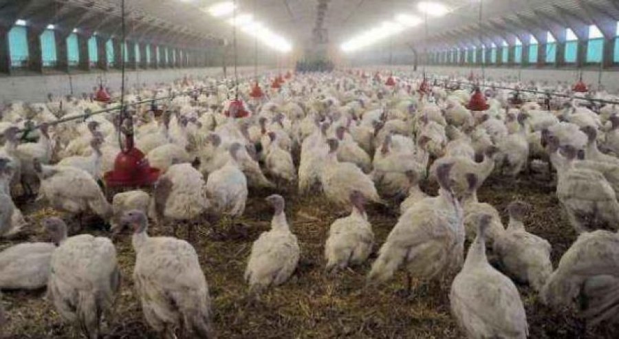 Agjencia e Ushqimit dhe Veterinarisë merr masa pas shfaqjes së gripit të shpezëve në Kosovë