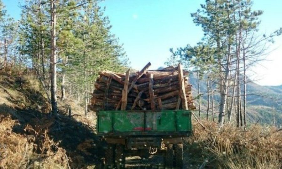 Policia ndalon dy persona, po prisnin dru në brezin kufitar