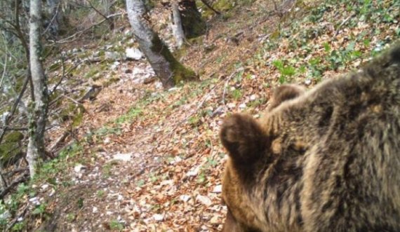  Nga 14 tetori do të vaksinohen nga ajri kafshët e egra kundër tërbimit 