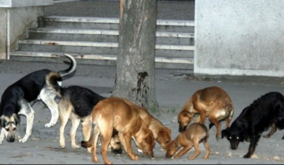 ‘Problemi me qentë endacak, problem i pështirë’ 