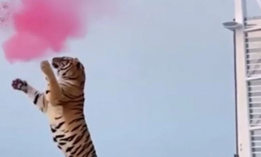 E pazakontë, çifti zbulon gjininë e fëmijës që presin me një tigër