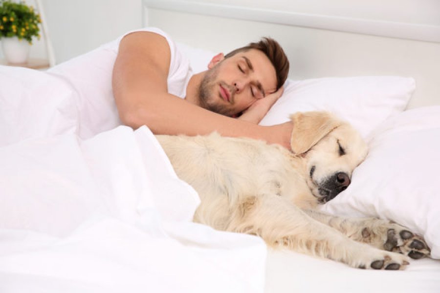Njerëzit janë më të lumtur kur flenë me qenin e tyre sesa me partnerin, thotë studimi i ri
