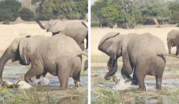 Sulmi i rrallë fatal i elefantit ndaj një krokodili, për të mbrojtur të voglën e saj
