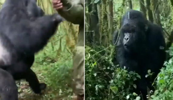 Momentet e tmerrit kur gorilla mësyn ndaj turistëve duke rrahur gjoksin me grushte
