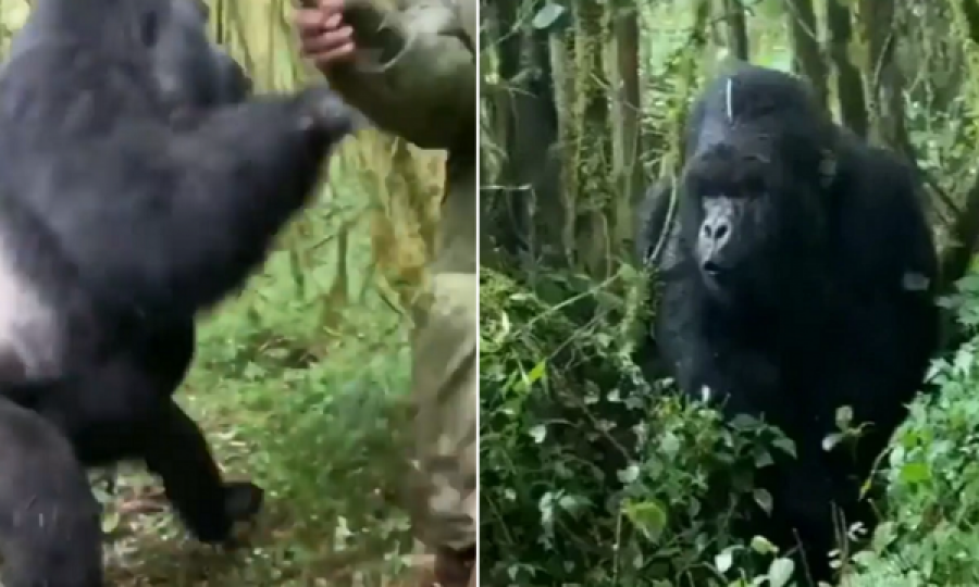 Momentet e tmerrit kur gorilla mësyn ndaj turistëve duke rrahur gjoksin me grushte