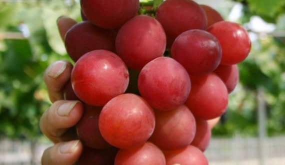 A e keni parë si duket rrushi më i shtrenjtë në botë, as që e merrni mend sa kushton 1 kile