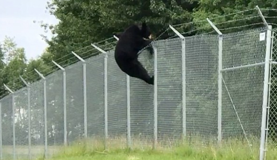 Lirohet ariu që kishte ngecur në telat gjemborë në Kusar të Gjakovës