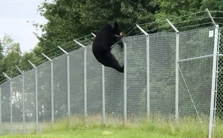 Lirohet ariu që kishte ngecur në telat gjemborë në Kusar të Gjakovës