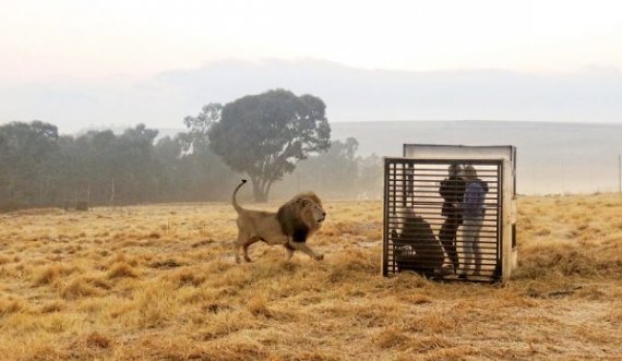 Kopshti Zoologjik ku njerëzit i fusin në kafaz, ndërsa kafshët ecin të lira
