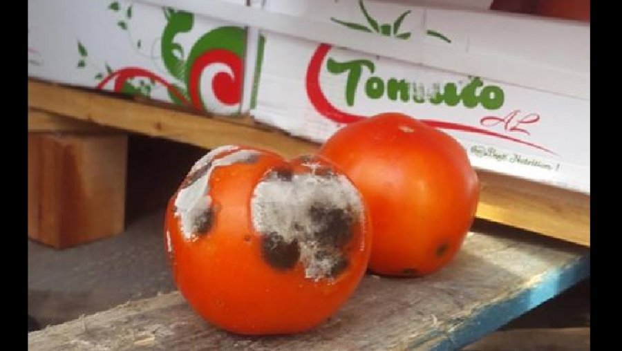 Fara e skaduar, fermerët flakin tonelata domatesh të kalbura: Jemi të falimentuar