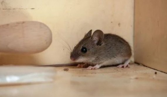 Gjashtë gjëra në oborrin tuaj që po ju sjellin minjtë në shtëpi