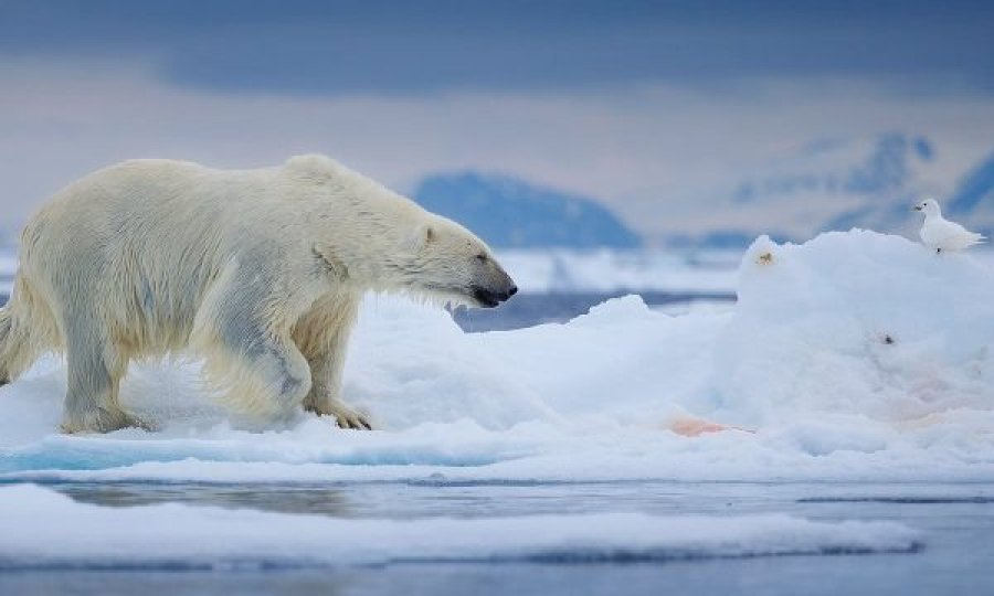 Ariu polar gjuan një dre