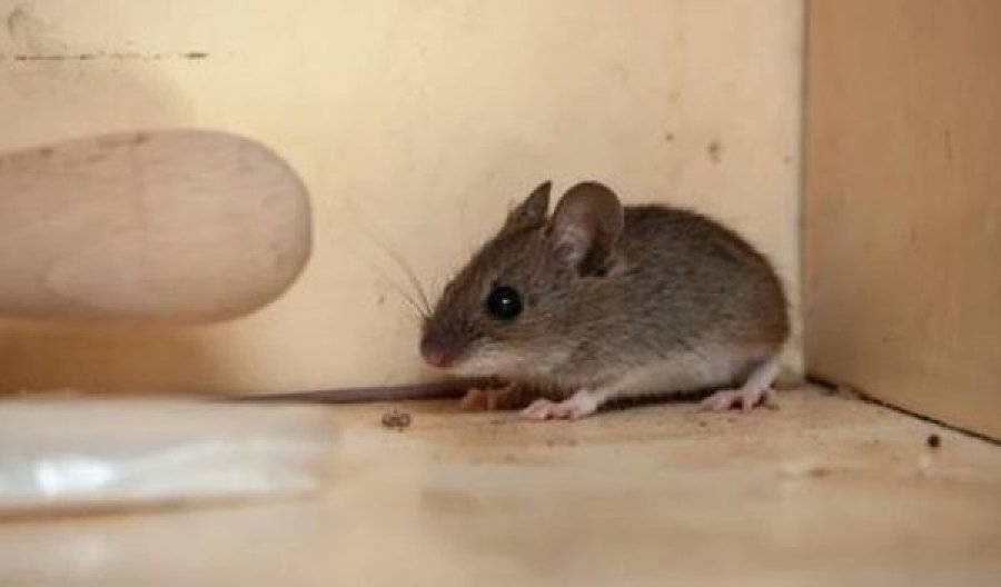 Gjashtë gjëra në oborrin tuaj që po ju sjellin minjtë në shtëpi