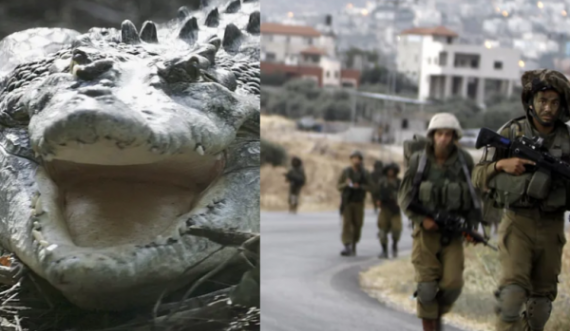 Krokodili në kufirin mes Jordanisë e Izraelit, alarmohen autoritetet