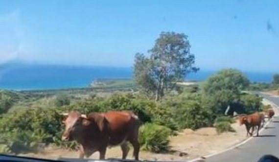  Kur lopa të tregon rrugën, shikoni videon 