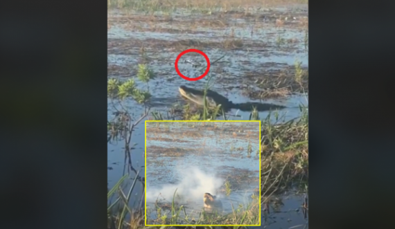 Aligatori e kap dronin në ajër dhe e ha, nga goja i del tym i madh 
