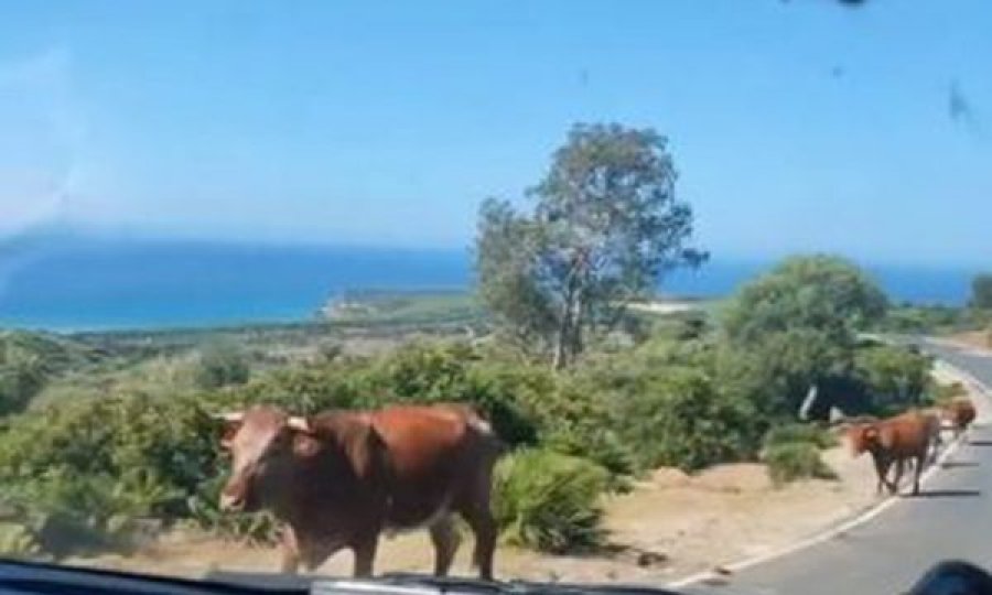  Kur lopa të tregon rrugën, shikoni videon 