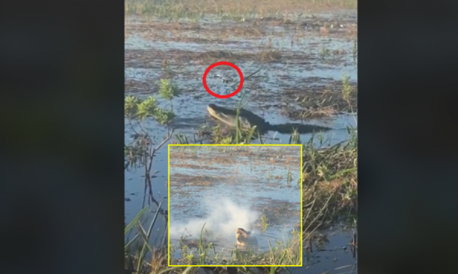 Aligatori e kap dronin në ajër dhe e ha, nga goja i del tym i madh 