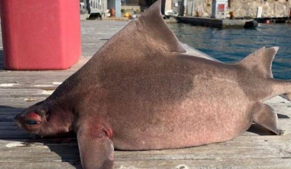  Detarët kapin krijesën e çuditshme me trup peshkaqeni dhe fytyrë derri 