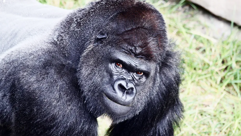  Disa gorilla infektohen me Covid-19 