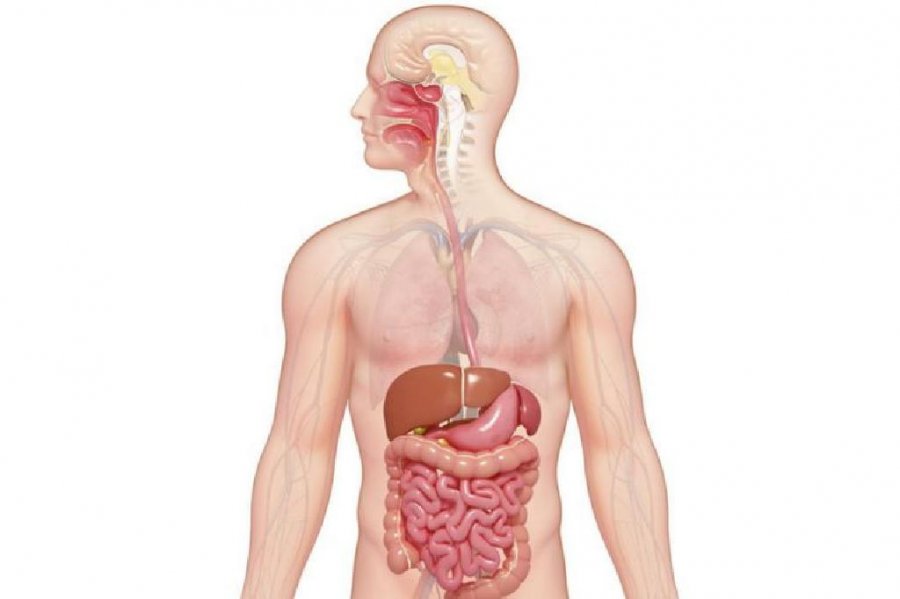 7 organet pa të cilat mund të jetojmë normalisht 