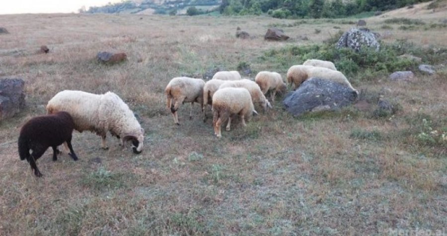 Arrestohet një person në Istog, i lëshoi bagëtitë në pronën e “komshiut” 