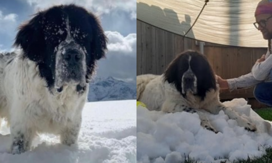 Qenit që i pëlqente dimri i ofrohet borë artificiale në ditët e fundit të jetës