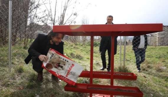 Rama del sërish në terren – prezanton një projekt për qentë endacakë