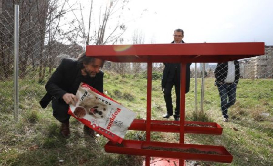 Rama del sërish në terren – prezanton një projekt për qentë endacakë