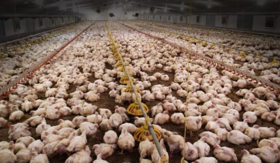 SHBA do të vaksinojë pulat, mbi 22 milionë kanë ngordhur nga gripi i shpendëve