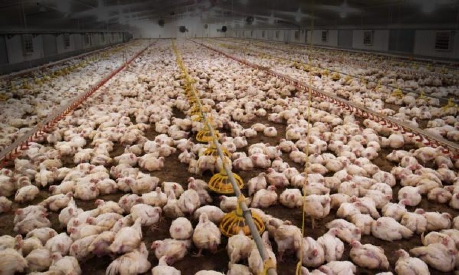 SHBA do të vaksinojë pulat, mbi 22 milionë kanë ngordhur nga gripi i shpendëve