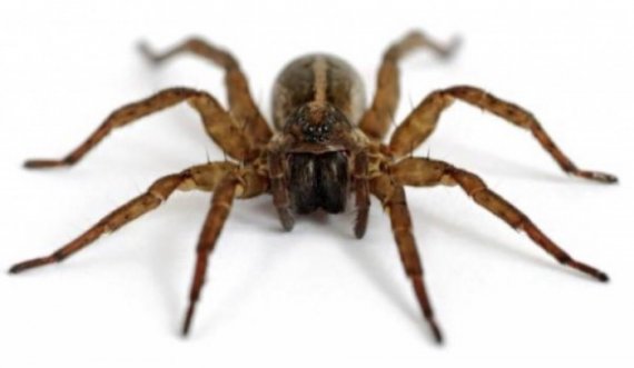 A e dini pse kemi frikë nga merimangat?