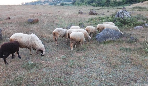Iu ra përçuesi i rrymës derisa po kullotnin, ngordhin delet në fshatin Dubovc të Vushtrrisë 