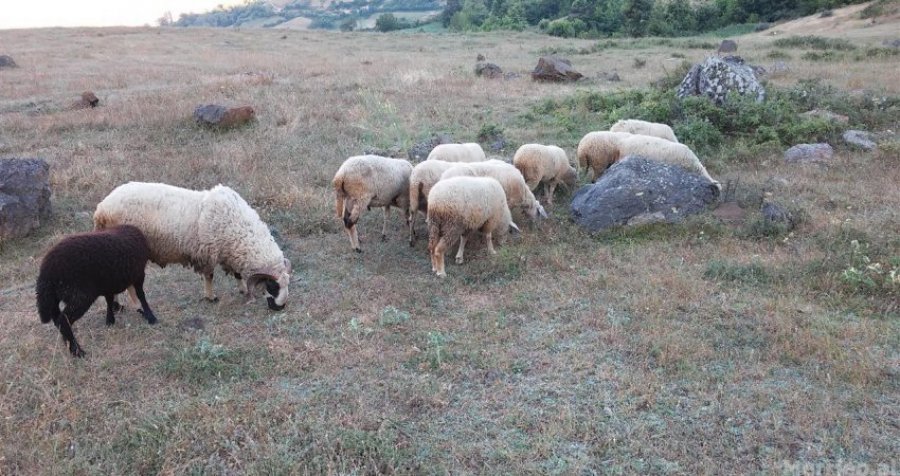 Iu ra përçuesi i rrymës derisa po kullotnin, ngordhin delet në fshatin Dubovc të Vushtrrisë 