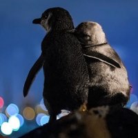 Hapet konkurs për pozitën: Drejtimi i zyrës postare dhe monitorimi i pinguinëve