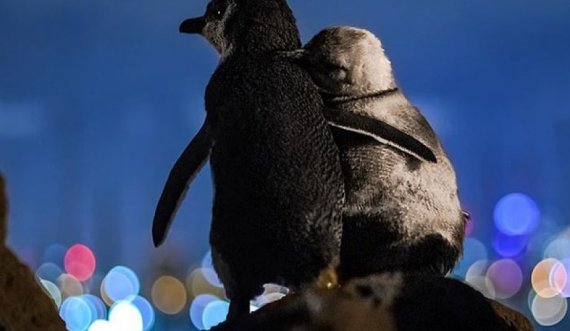 Hapet konkurs për pozitën: Drejtimi i zyrës postare dhe monitorimi i pinguinëve
