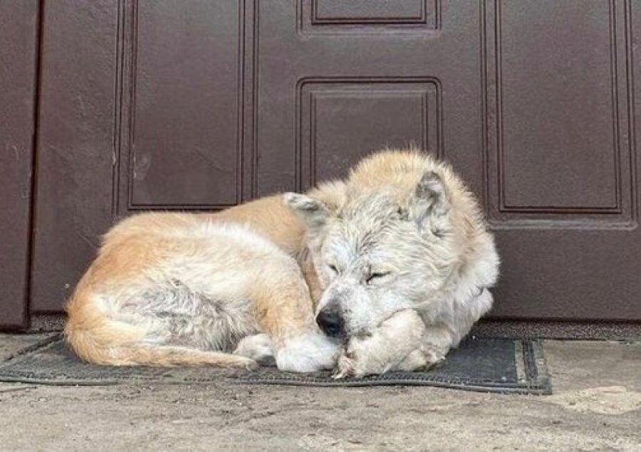 Qeni pret një muaj para derës së shtëpisë të zonjën që kishte vdekur