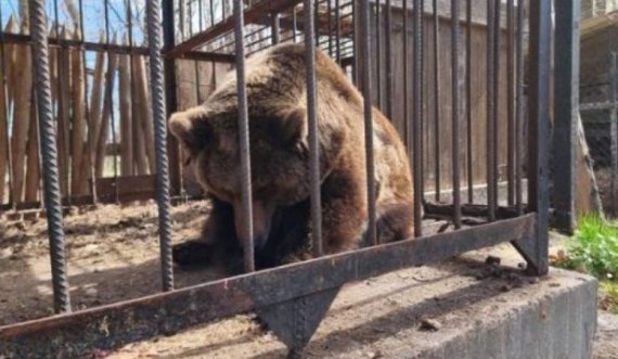 Shpëtohet ariu i murrmë nga hoteli ukrainas ku qëndroi i mbyllur 18 vjet 