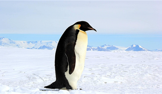 Konkurs i hapur për pozitën e çuditshme: Drejtimi i zyrës postare dhe monitorimi i pinguinëve