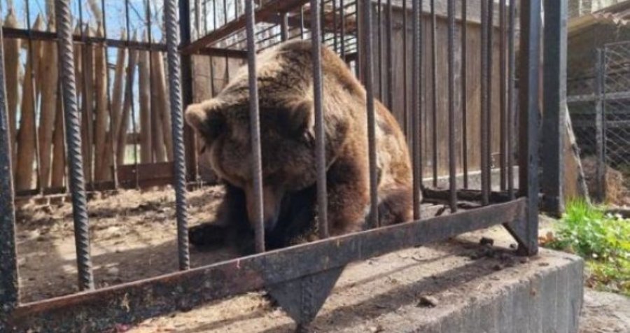Shpëtohet ariu i murrmë nga hoteli ukrainas ku qëndroi i mbyllur 18 vjet 